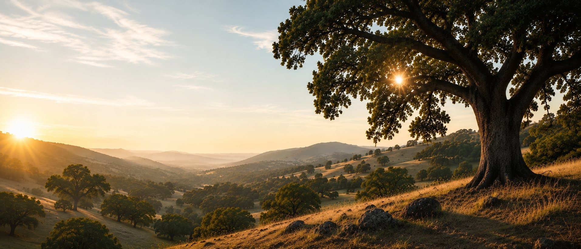 A great oak overlooking the rolling Calaveras County foothills at golden hour.